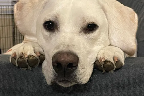 Maximus the dog